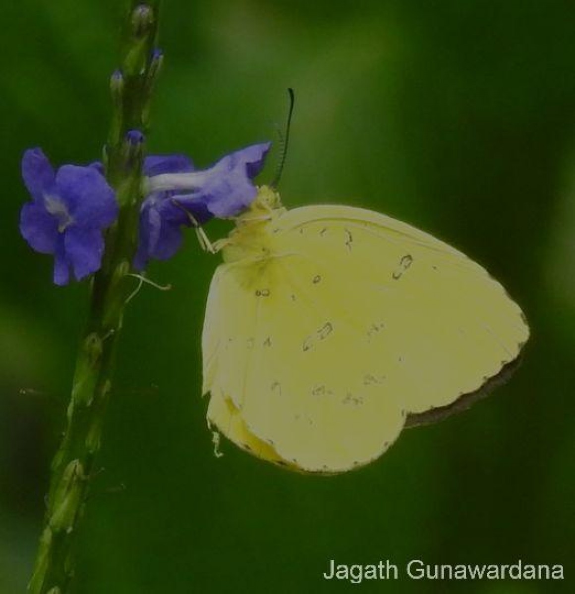 Eurema blanda Boisduval, 1836